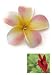 Hawaiian Hair Pick Foam Flower Plumeria & Rhinestone Pink & Yellow