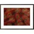 Bomarea multiflora flowers in a rain forest in Costa Rica Photography Framed Art Poster Print by Michael Melford, 29x21