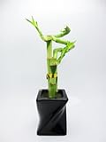 9GreenBox - Live 3 Style Lucky Bamboo Plant Arrangement w/ Piano Paint Black Ceramic Pot *Gift* 9GreenBox - Live 3 Style Lucky Bamboo Plant Arrangement w/ Piano Paint Black Ceramic Pot *Gift*