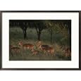 A herd of gazelles move through the Serengeti National Park Framed Art Poster Print by Annie Griffiths Belt, 29x21
