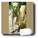 Dogs Whippet - Whippet - Mouse Pads