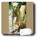 Dogs Whippet - Whippet - Mouse Pads
