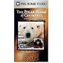 The Polar Bears of Churchill with Ewan McGregor