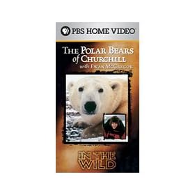 The Polar Bears of Churchill with Ewan McGregor
