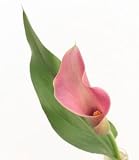 Mini Calla Lilies, Wholesale Box, Pink Colored Lilies