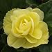 Lemon Sunrise Begonia Seed Pack Lemon Sunrise Begonia Seed Pack