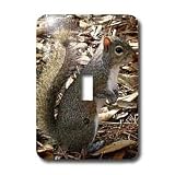 Wild animals - Gray Squirrel - Light Switch Covers - single toggle switch