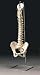 Movable femur heads on some models Size: 29" tall Free Set of Bone Pens(EGM-BONEPEN)