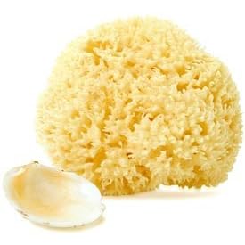 Wool Sea Sponges