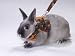Peters Rabbit Walking Jacket