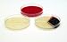 Nutrient Agar Plates , 100 x 15