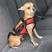 Car Safety Vest Dog Harness Size: Extra Small