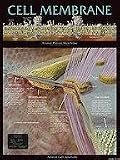 SciEd Cell Structure Charts; Cell Membrane Chart