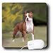 Dogs Pitbull - American Pit Bull Terrier - Mouse Pads