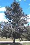Pinus ponderosa: Ponderosa Pine Seeds