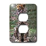 Wild animals - Cheetah - Light Switch Covers - 2 plug outlet cover