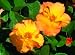 Morden Sunrise Rose Seeds Packet
