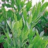 Organic Lovage 100 Seeds - Levisticum - HEIRLOOM - Herb - FREE SHIPPING ON ADDITIONAL HIRTS SEEDS