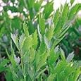 Organic Lovage 100 Seeds - Levisticum - HEIRLOOM - Herb
