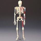 Anatomical Chart Co. Painted & Numbered Budget BuckyTM Skeleton Item #: CH168