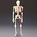 Painted and Numbered Budget Bucky Skeleton-CH168 with Free Set of Bone Pens