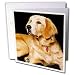 golden retriever - Dogs Golden Retriever - Golden Retriever - Greeting Cards-12 Greeting Cards with envelopes