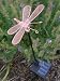Set of 2 Solar Dragonfly Garden Stake Lights