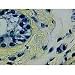 Testis (Human)
