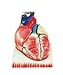 Herindera Human Heart Dissectable in 6 Parts Extra Large Size RS.1000.00
