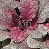 Ajuga reptans 'Burgundy Glow' (Creeping Bugleweed, Creeping Carpet Bugle, Sicklewort, Comfrey, Carpenter's Herb) {24 Pots - 3 1/2 in., $4.27 each plant}