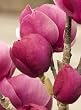 Black Tulip, Flowering Magnolia Tree Five Gallon Container by Monrovia Growers