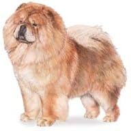7.5cm x 5cm Acrylic Fridge Magnet-Chow