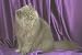 12X16 inch 1 of Top 100 Pedigree Cats Canvas Art Persian,blue