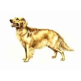 7.5cm x 5cm Acrylic Fridge Magnet-Labrador 1