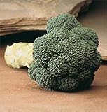 Broccoli Marathon F1 100 Seeds per Packet