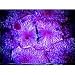 Mitosis and Meiosis: How Cells Divide (VHS)