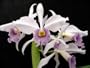 Lc Eximia var coerulea 'Sea God'