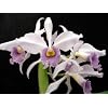 Cattleya Hybrid Orchids