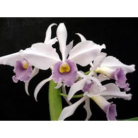 Lc Eximia var coerulea 'Sea God'