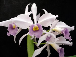 Cattleya Hybrid Orchids