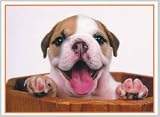 Kids Boy Birthday Greeting Card Kids Boy Dog In Barrel