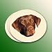 Labrador Retriever Choc. Coasters - 4 Pack