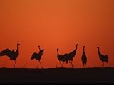 Common Crane Group Dancing Before Sunrise, Hornborga Lake, Sweden, Europe Photographic Poster Print by Bernard Castelein, 12x16