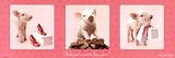 (12x36) Girls Just Want To Have Fun Pigs Wildside Art Print Poster