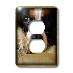 Susan Brown Designs Animal Themes - King Charles Spaniel Puppy - Light Switch Covers - 2 plug outlet cover