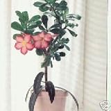 Outdoor Living : DESERT ROSE - 5 Seeds - Adenium obesum GREAT FOR BONSAI