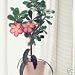 DESERT ROSE - 5 Seeds - Adenium obesum GREAT FOR BONSAI