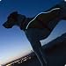 Ruffwear Glow-in-the-Park Lighted Dog Coat Large
