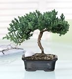 June's Bonsai - Juniper with Golfball