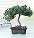 June's Bonsai - Juniper with Golfball